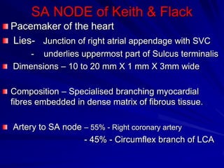 SA NODE of Keith & Flack
Pacemaker of the heart
Lies- Junction of right atrial appendage with SVC
- underlies uppermost part of Sulcus terminalis
Dimensions – 10 to 20 mm X 1 mm X 3mm wide
Composition – Specialised branching myocardial
fibres embedded in dense matrix of fibrous tissue.
Artery to SA node – 55% - Right coronary artery
- 45% - Circumflex branch of LCA

 