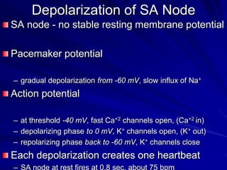 Depolarization of SA Node
SA node - no stable resting membrane potential
Pacemaker potential
– gradual depolarization from -60 mV, slow influx of Na+

Action potential
– at threshold -40 mV, fast Ca+2 channels open, (Ca+2 in)
– depolarizing phase to 0 mV, K+ channels open, (K+ out)
– repolarizing phase back to -60 mV, K+ channels close

Each depolarization creates one heartbeat
– SA node at rest fires at 0.8 sec, about 75 bpm

 