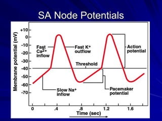 SA Node Potentials

 