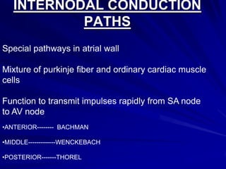 INTERNODAL CONDUCTION
PATHS
Special pathways in atrial wall
Mixture of purkinje fiber and ordinary cardiac muscle
cells
Function to transmit impulses rapidly from SA node
to AV node
•ANTERIOR-------- BACHMAN
•MIDDLE-------------WENCKEBACH
•POSTERIOR-------THOREL

 