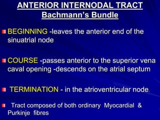 ANTERIOR INTERNODAL TRACT
Bachmann’s Bundle
BEGINNING -leaves the anterior end of the
sinuatrial node
COURSE -passes anterior to the superior vena
caval opening -descends on the atrial septum
TERMINATION - in the atrioventricular node.
Tract composed of both ordinary Myocardial &
Purkinje fibres

 