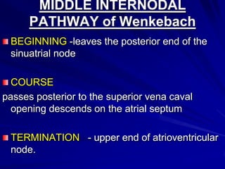 MIDDLE INTERNODAL
PATHWAY of Wenkebach
BEGINNING -leaves the posterior end of the
sinuatrial node
COURSE
passes posterior to the superior vena caval
opening descends on the atrial septum

TERMINATION - upper end of atrioventricular
node.

 