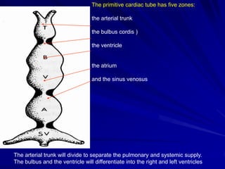 The primitive cardiac tube has five zones:

the arterial trunk
the bulbus cordis )
the ventricle

the atrium
and the sinus venosus

The arterial trunk will divide to separate the pulmonary and systemic supply.
The bulbus and the ventricle will differentiate into the right and left ventricles

 