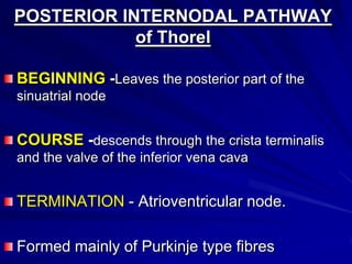 POSTERIOR INTERNODAL PATHWAY
of Thorel
BEGINNING -Leaves the posterior part of the
sinuatrial node

COURSE -descends through the crista terminalis
and the valve of the inferior vena cava

TERMINATION - Atrioventricular node.
Formed mainly of Purkinje type fibres

 