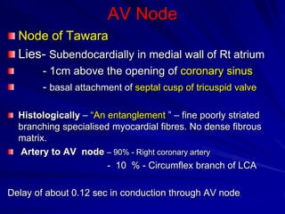 AV Node
Node of Tawara
Lies- Subendocardially in medial wall of Rt atrium
- 1cm above the opening of coronary sinus
- basal attachment of septal cusp of tricuspid valve
Histologically – “An entanglement ” – fine poorly striated
branching specialised myocardial fibres. No dense fibrous
matrix.
Artery to AV node – 90% - Right coronary artery
- 10 % - Circumflex branch of LCA
Delay of about 0.12 sec in conduction through AV node

 
