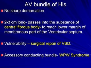 AV bundle of His
No sharp demarcation
2-3 cm long- passes into the substance of
central fibrous body- to reach lower margin of
membranous part of the Ventricular septum.
Vulnerability – surgical repair of VSD.

Accessory conducting bundle- WPW Syndrome

 