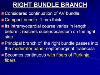 RIGHT BUNDLE BRANCH
Considered continuation of AV bundle.
Compact bundle- 1 mm thick
Its intramyocardial course varies in length
before it reaches subendocardium on the right
side.
Principal branch of the right bundle passes into
the moderator band- septomarginal trabecula
Becomes continuous with fibers of Purkinje
fibers

 