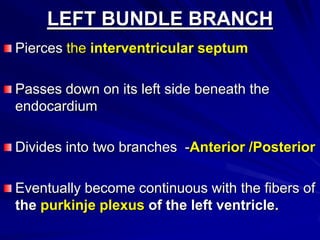 LEFT BUNDLE BRANCH
Pierces the interventricular septum

Passes down on its left side beneath the
endocardium
Divides into two branches -Anterior /Posterior

Eventually become continuous with the fibers of
the purkinje plexus of the left ventricle.

 