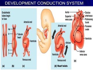 DEVELOPMENT CONDUCTION SYSTEM

 