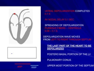 •ATRIAL DEPOLARIZATION COMPLETES
0.1 S
AV NODAL DELAY 0.1 SEC
SPREADING OF DEPOLARIZATION
PURKINJE FIBERS – VENTRICLE
0.08 – 0.1 S
DEPOLARIZATION WAVE MOVES
FROM LEFT TO RIGHT THROUGH SEPTUM
THE LAST PART OF THE HEART TO BE
DEPOLARIZED
POSTERO BASAL PORTION OF THE LV

PULMONARY CONUS
ARP

RRP

UPPER MOST PORTION OF THE SEPTUM

 