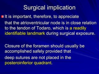 Surgical implication
It is important, therefore, to appreciate
that the atrioventricular node is in close relation
to the tendon of Todaro, which is a readily
identifiable landmark during surgical exposure.
Closure of the foramen should usually be
accomplished safely provided that
deep sutures are not placed in the
posteroinferior quadrant.

 