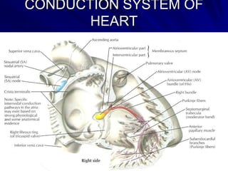CONDUCTION SYSTEM OF
HEART

 