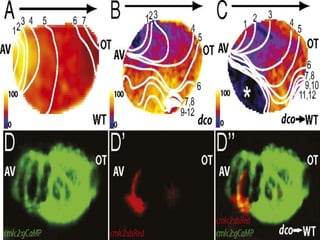 Optical mapping/calcium imaging of dococs226 mutants reveals disrupted cardiac
conduction.

Chi N C et al. PNAS 2010;107:14662-14667

©2010 by National Academy of Sciences

 