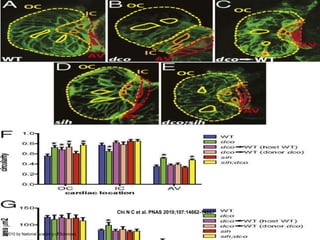 Cardiac conduction, independent of hemodynamic flow or cardiac contraction, is required for
cardiomyocyte morphogenesis.

Chi N C et al. PNAS 2010;107:14662-14667

©2010 by National Academy of Sciences

 