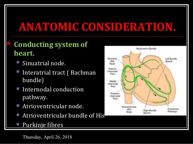 CONDUCTION SYSTEM OF HEART
