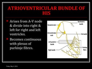 ATRIOVENTRICULAR BUNDLE OF
HIS
 Arises from A-V node
& divide into right &
left for right and left
ventricles.
 Becomes continuous
with plexus of
purkinje fibres.
Friday, May 4, 2018
 