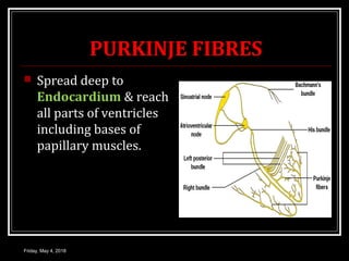 PURKINJE FIBRES
 Spread deep to
Endocardium & reach
all parts of ventricles
including bases of
papillary muscles.
Friday, May 4, 2018
 