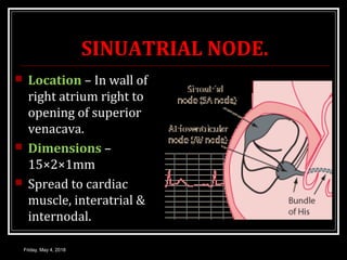 SINUATRIAL NODE.
 Location – In wall of
right atrium right to
opening of superior
venacava.
 Dimensions –
15×2×1mm
 Spread to cardiac
muscle, interatrial &
internodal.
Friday, May 4, 2018
 