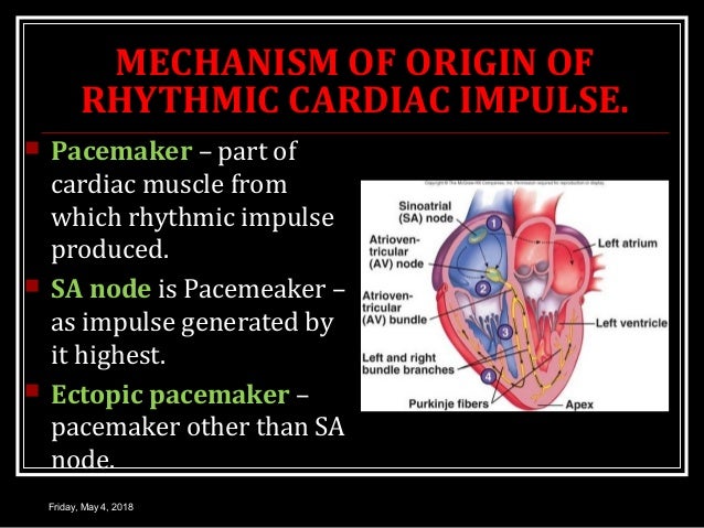 Conduction System Of Heart Conduction System Of Heart