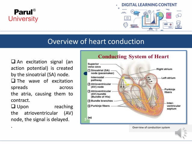 Conduction system of heart | PDF
