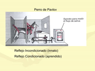 Perro de Pavlov
Reflejo Incondicionado (innato)
Reflejo Condicionado (aprendido)
 