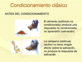 Condicionamiento clásico
ANTES DEL CONDICIONAMIENTO
El alimento (estímulo no
condicionado) produce una
respuesta no condicionada,
no aprendida (salivación)
La campana (estímulo
neutro) no tiene ningún
efecto sobre la salivación,
no produce la respuesta de
salivación
 