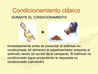 Condicionamiento clásico
DURANTE EL CONDICIONAMIENTO
Inmediatamente antes de presentar el estímulo no
condicionado (el alimento) el experimentador presenta el
estímulo neutro (el sonido de la campana). El estímulo no
condicionado sigue produciendo la respuesta no
condicionada (salivación)
+
 
