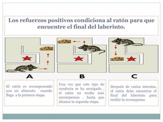 Los refuerzos positivos condiciona al ratón para que
encuentre el final del laberinto.
El ratón es recompensado
con un alimento cuando
llega a la primera etapa.
Una vez que este tipo de
conducta se ha arraigado ,
el ratón no recibe más
recompensas , hasta que
alcanza la segunda etapa.
Después de varios intentos,
el ratón debe encontrar el
final del laberinto para
recibir la recompensa
 