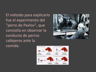 El método para explicarlo 
fue el experimento del 
"perro de Pavlov", que 
consistía en observar la 
conducta de perros 
callejeros ante la 
comida. 
 