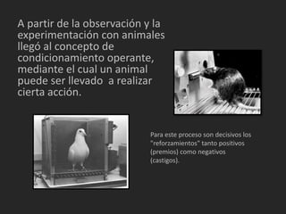 A partir de la observación y la 
experimentación con animales 
llegó al concepto de 
condicionamiento operante, 
mediante el cual un animal 
puede ser llevado a realizar 
cierta acción. 
Para este proceso son decisivos los 
"reforzamientos" tanto positivos 
(premios) como negativos 
(castigos). 
 