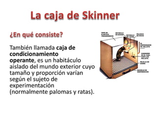 También llamada caja de 
condicionamiento 
operante, es un habitáculo 
aislado del mundo exterior cuyo 
tamaño y proporción varían 
según el sujeto de 
experimentación 
(normalmente palomas y ratas). 
 