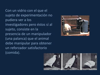 Con un vidrio con el que el 
sujeto de experimentación no 
pudiera ver a los 
investigadores pero éstos sí al 
sujeto, consiste en la 
presencia de un manipulador 
(una palanca) que el animal 
debe manipular para obtener 
un reforzador satisfactorio 
(comida). 
 