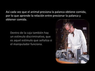 Así cada vez que el animal presiona la palanca obtiene comida, 
por lo que aprende la relación entre presionar la palanca y 
obtener comida. 
Dentro de la caja también hay 
un estímulo discriminativo, que 
es aquel estímulo que señaliza si 
el manipulador funciona. 
 