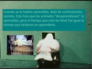 Cuando ya lo habían aprendido, dejó de suministrarles 
comida. Esto hizo que los animales “desaprendiesen” lo 
aprendido, pero el tiempo que esto les llevó fue igual al 
tiempo que tardaron en aprenderlo. 
 