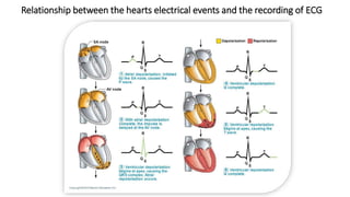 Conductive system of heart | PPTX