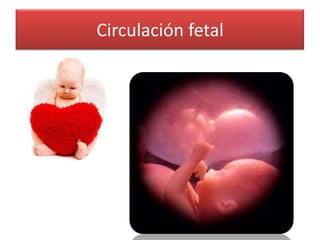 Circulación fetal
 