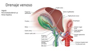 Drenaje venoso
Hígado
Pancreatoduodenal s.p
Porta hepática
 