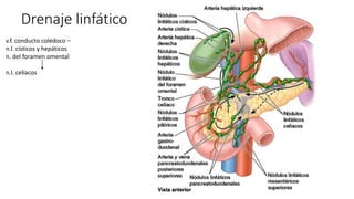 Drenaje linfático
v.f. conducto colédoco –
n.l. císticos y hepáticos
n. del foramen omental
n.l. celíacos
 