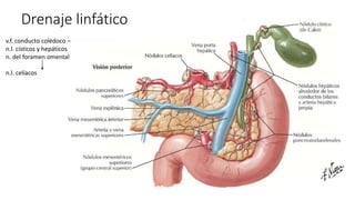 v.f. conducto colédoco –
n.l. císticos y hepáticos
n. del foramen omental
n.l. celíacos
Drenaje linfático
 