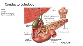 Conducto colédoco
Unión
5-15cm
Duodeno, páncreas
Porción descendente
 