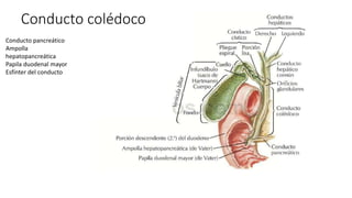 Conducto pancreático
Ampolla
hepatopancreática
Papila duodenal mayor
Esfínter del conducto
Conducto colédoco
 