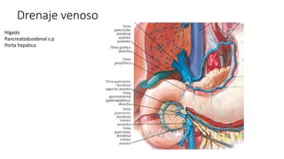 Drenaje venoso
Hígado
Pancreatoduodenal s.p
Porta hepática
 