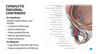 CONDUCTO
INGUINAL:
CONTENIDO
En Hombres:
Cordón espermático, que
incluye:
• Conducto deferente.
• Arteria testicular.
• Plexo pampiniforme.
• Nervio genitofemoral.
• Vasos linfáticos.
En Mujeres:
• Ligamento redondo del útero.
• Vasos sanguíneos y linfáticos.
 