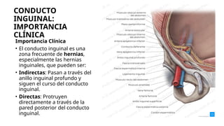 CONDUCTO
INGUINAL:
IMPORTANCIA
CLÍNICA
Importancia Clínica
• El conducto inguinal es una
zona frecuente de hernias,
especialmente las hernias
inguinales, que pueden ser:
• Indirectas: Pasan a través del
anillo inguinal profundo y
siguen el curso del conducto
inguinal.
• Directas: Protruyen
directamente a través de la
pared posterior del conducto
inguinal.
 