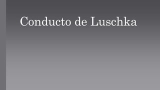 Conducto de Luschka
 