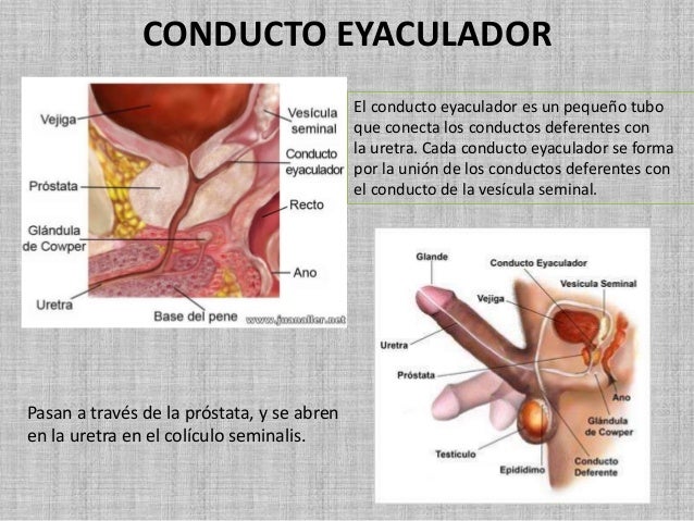 Conductos deferentes