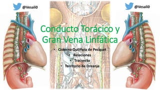 Conducto Torácico y
Gran Vena Linfática
• Cisterna Quilífera de Pecquet
• Relaciones
• Tracyecto
• Territorio de Dreanje
@Vesali0 @Vesali0
 