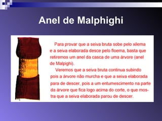 Anel de Malphighi 