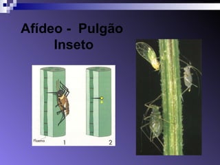 Afídeo -  Pulgão  Inseto 