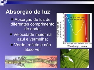 Absorção de luz Absorção de luz de diferentes comprimento de onda; Velocidade maior na azul e vermelha; Verde: reflete e não absorve; 
